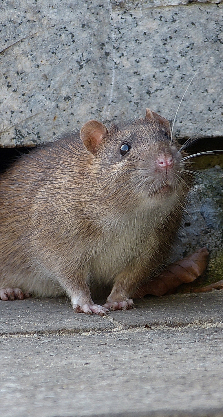 Yorkshire Pest Control