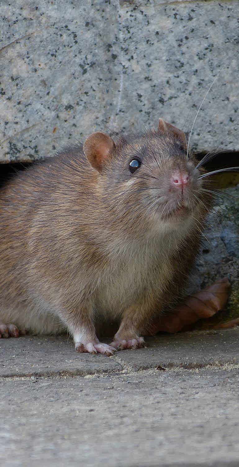 Yorkshire Pest Control