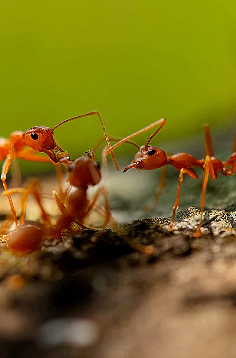 Yorkshire Pest Control