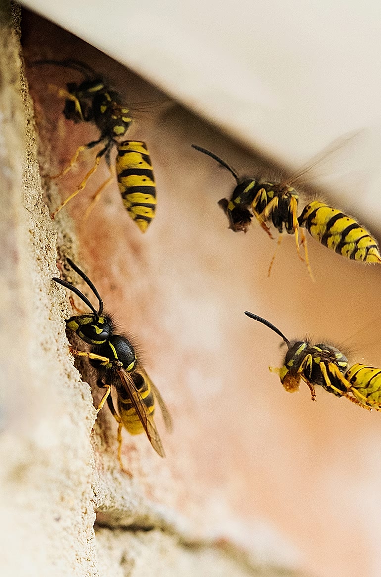 Yorkshire Pest Control